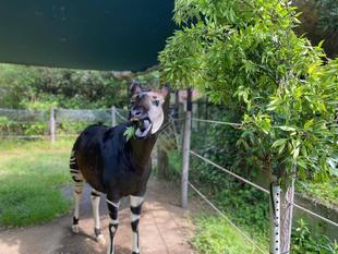 本日お誕生日は・・・