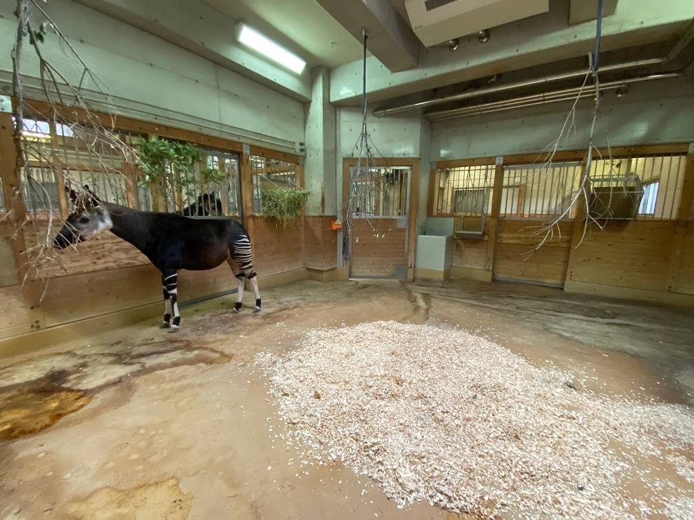 オカピの寝相？！の写真