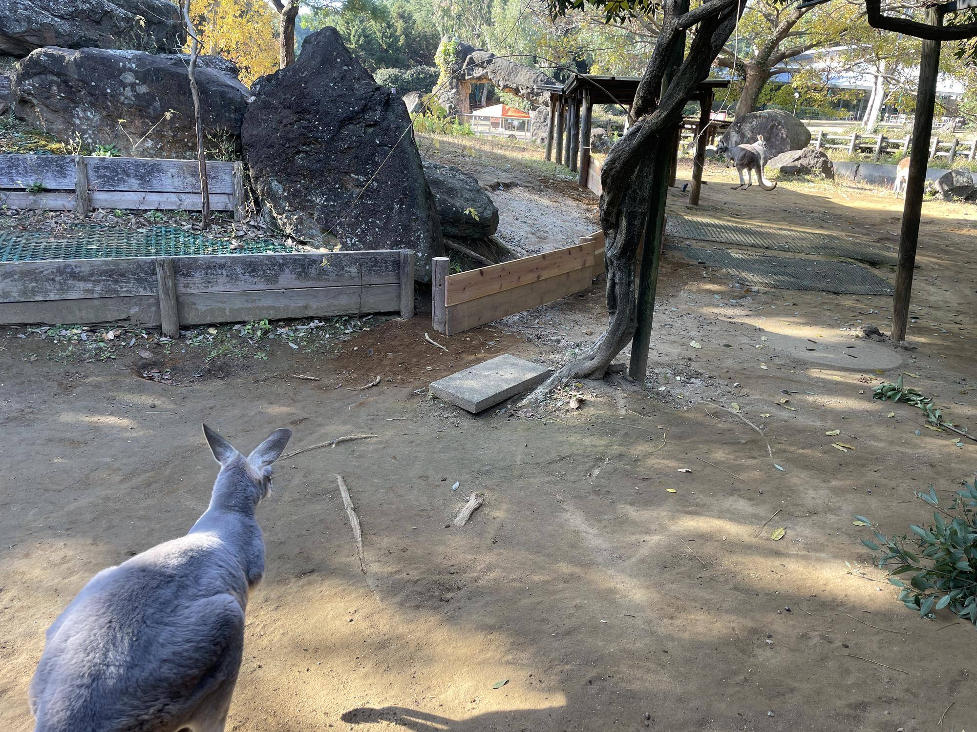 警戒カンガルーの写真