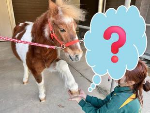 ヒヅメのヒミツ