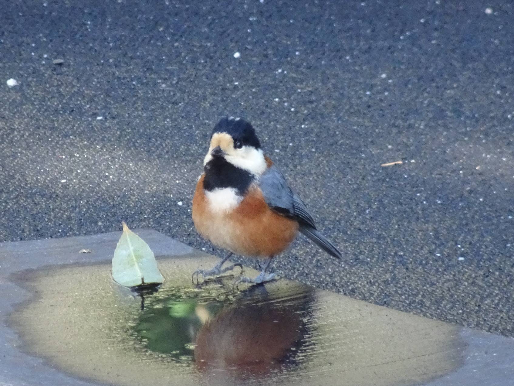 ～　野鳥　～の写真