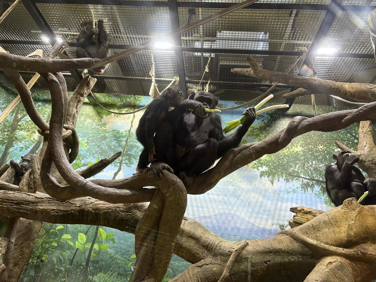 チンパンジーに旬のおやつをプレゼント(12月：長ネギ)|チンパンジーの