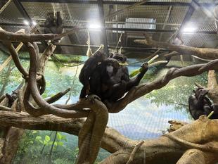 チンパンジーに旬のおやつをプレゼント(12月：長ネギ)