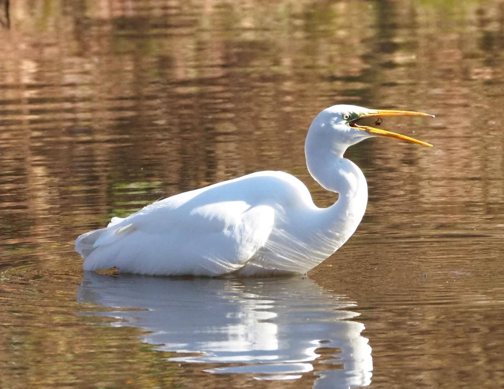 ズーラシアの野鳥⑯の写真