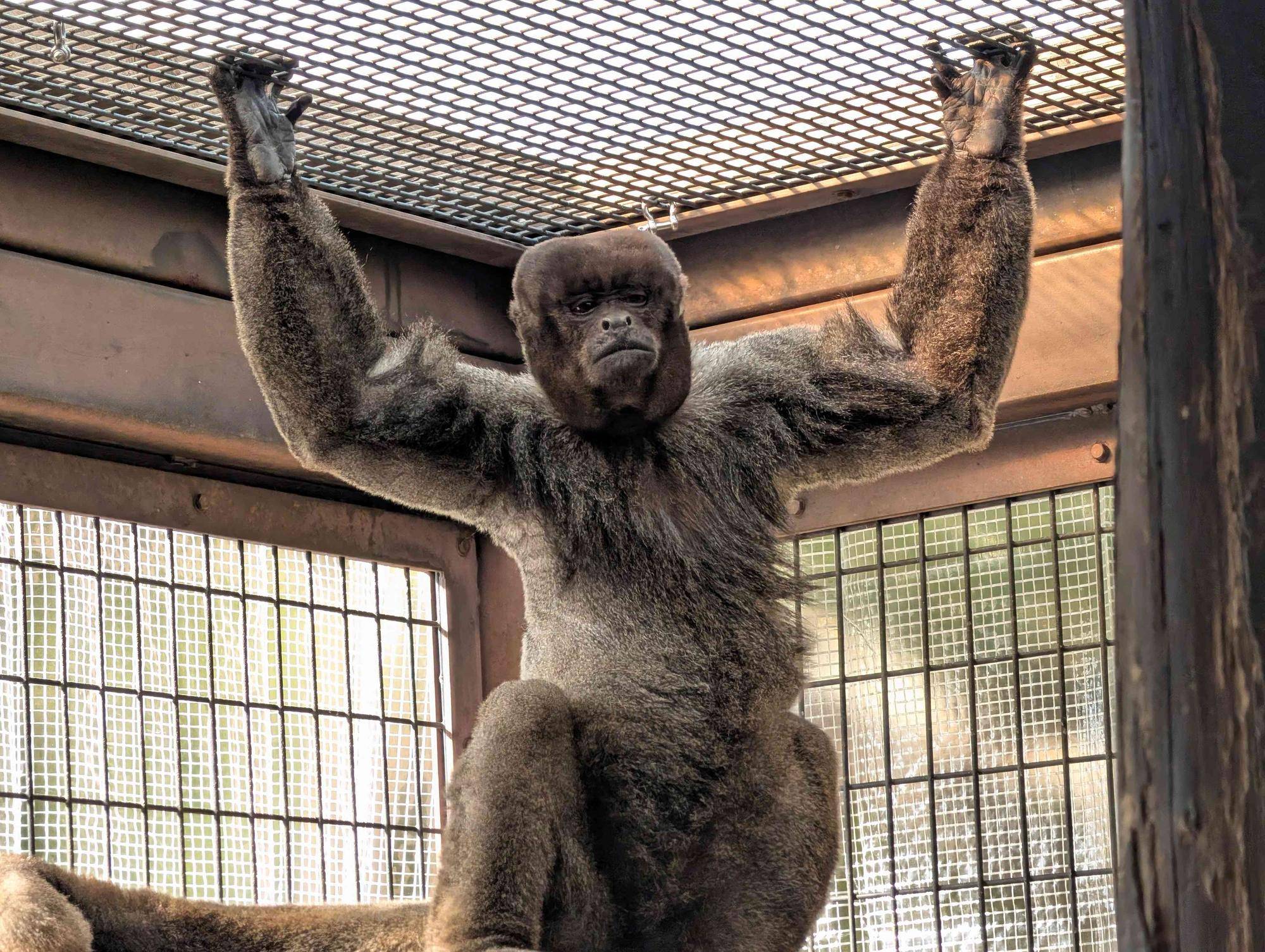 冬のウーリーモンキーの写真