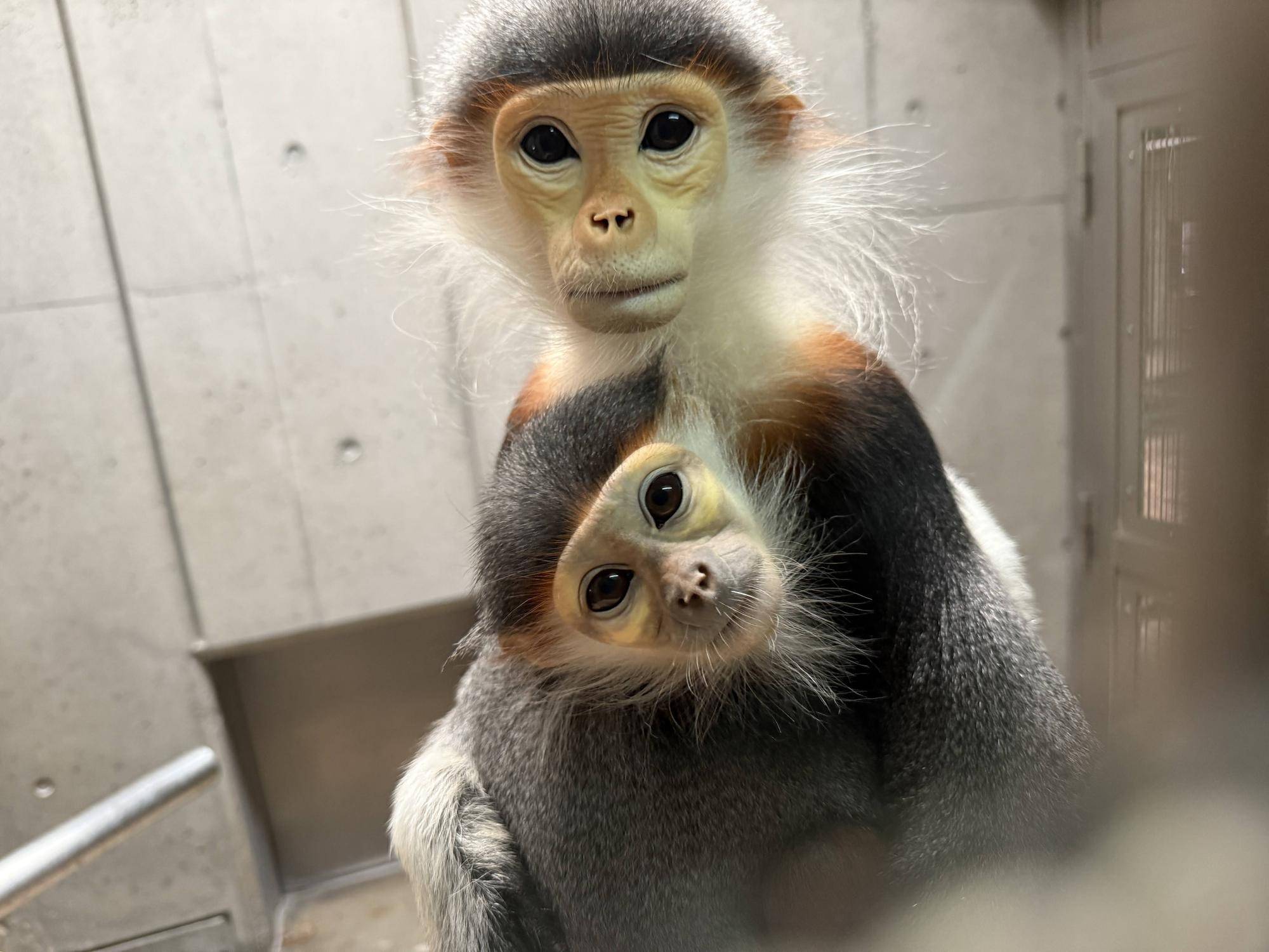 さる年が待ち遠しい・・・の写真