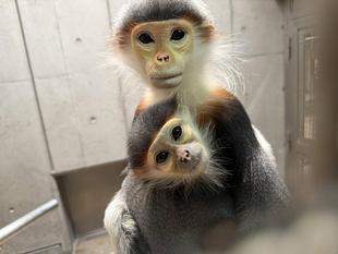 さる年が待ち遠しい・・・