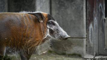 1月31日（土）よこはま動物園ズーラシア無料招待デー　Presented by ウエインズグループを開催します！！の画像