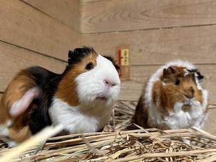 Pick up モル！⑨