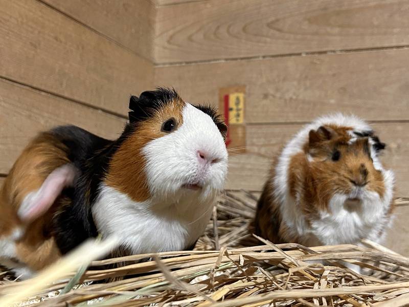 Pick up モル！⑨の写真