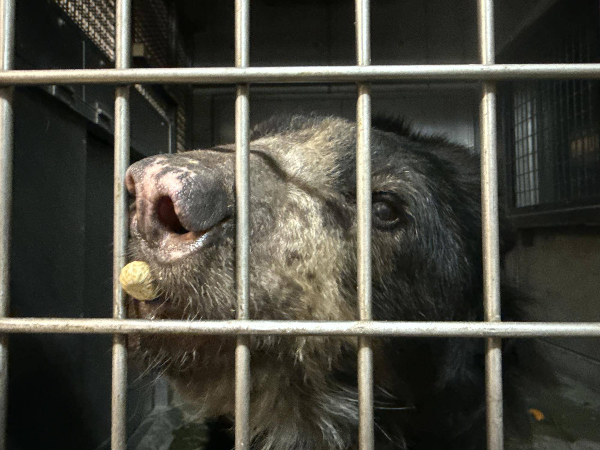 メガネグマのルイス！お誕生日おめでとうの写真