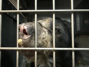 メガネグマのルイス！お誕生日おめでとう