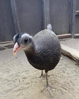 カンムリセイランの死亡についてのご報告