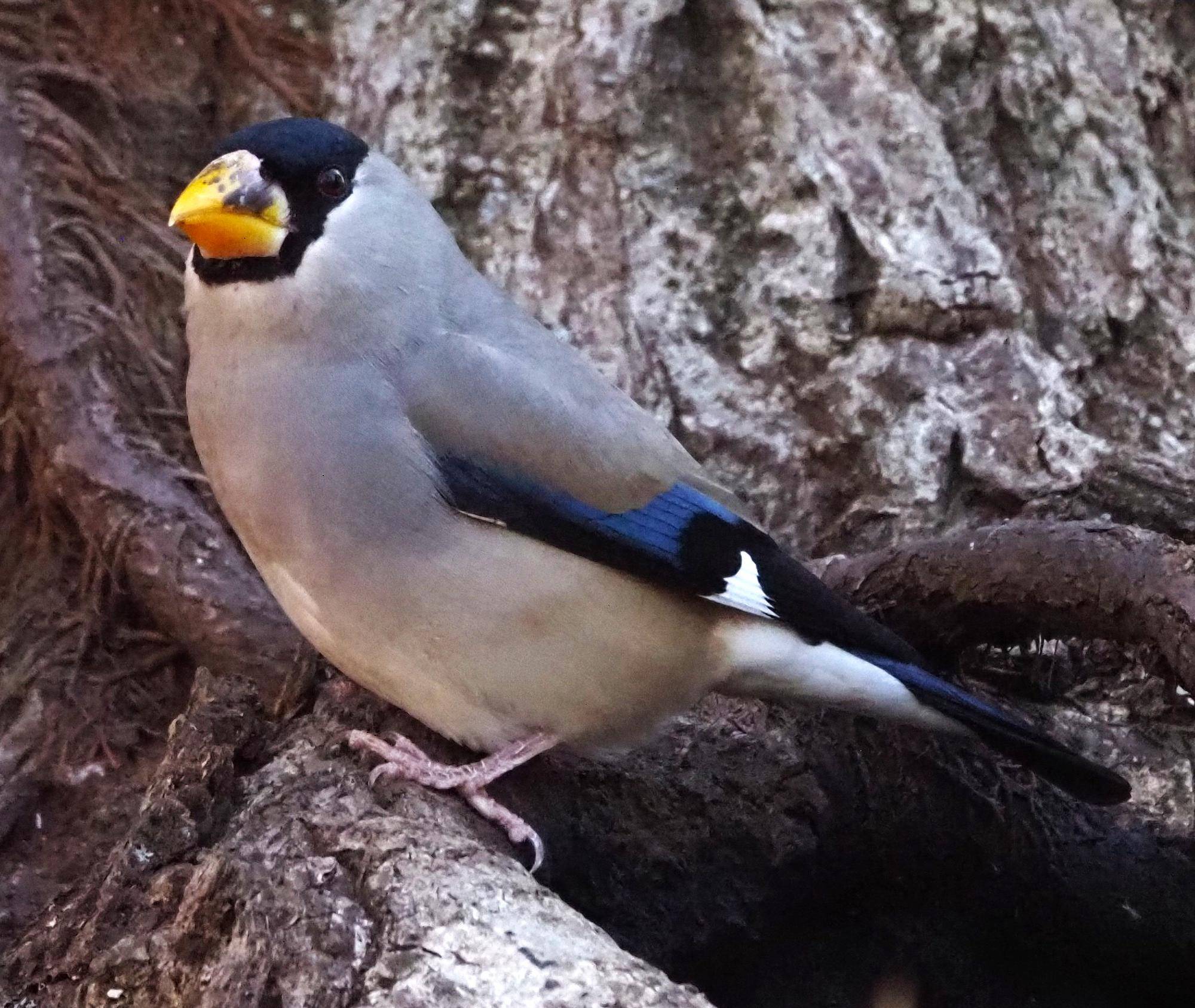 ズーラシアの野鳥⑭の写真