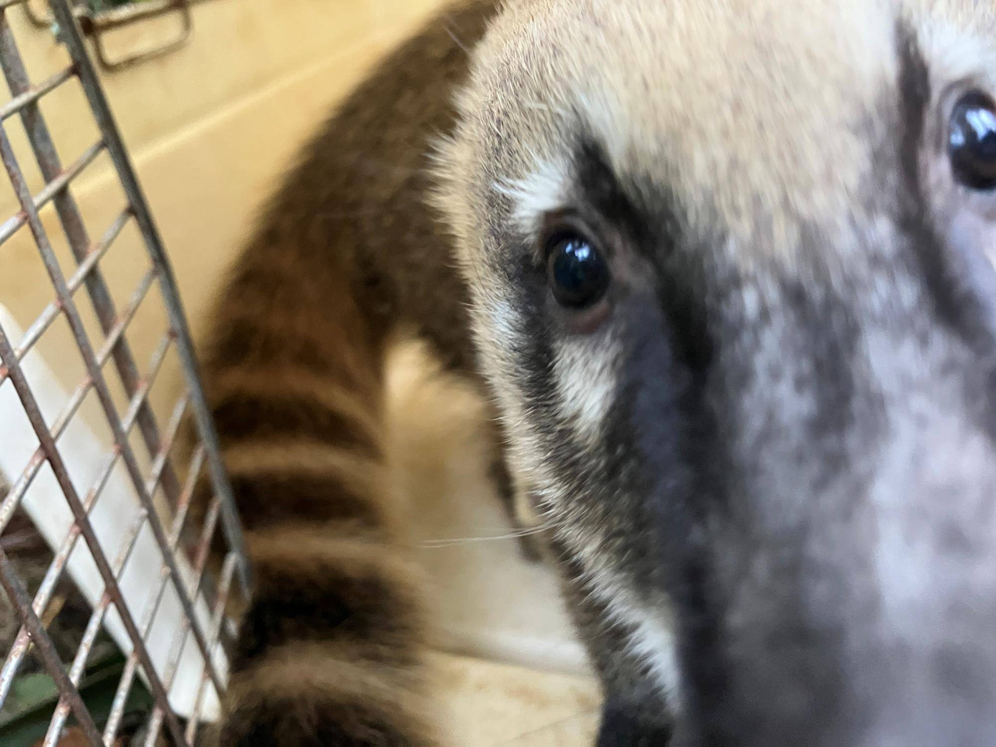 ゼルダもケージに入る練習中の写真