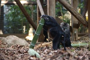 シシオザルの１月