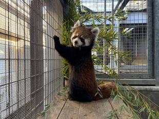  レッサーパンダ　成長記１３