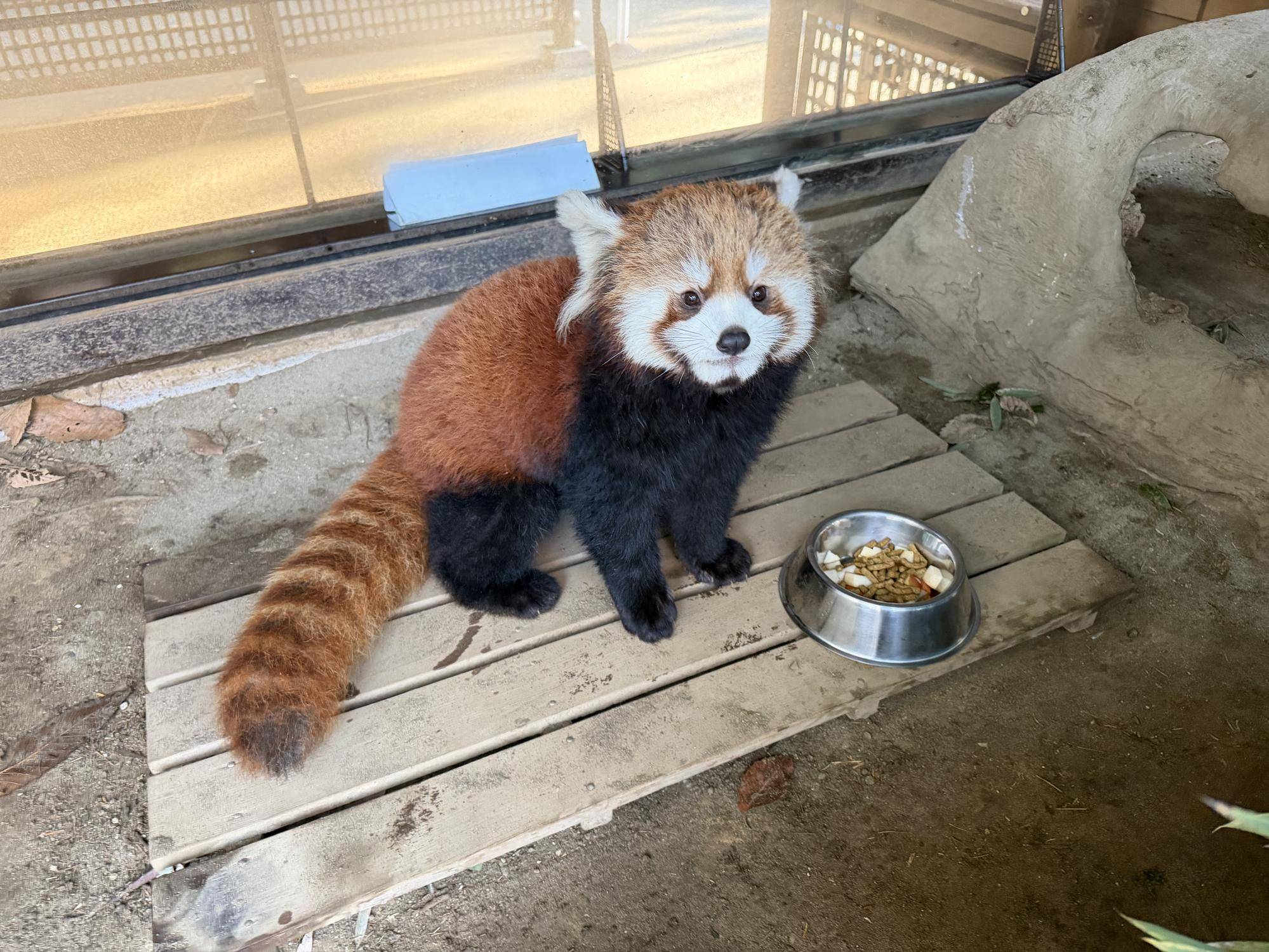 レッサーパンダ　成長記１２の写真