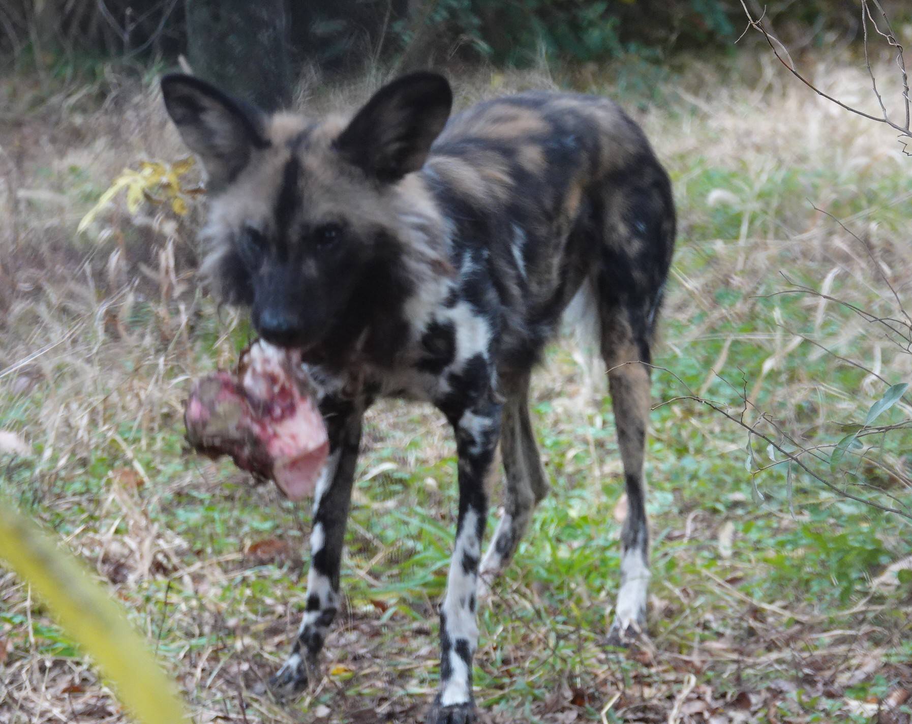 リカオンのクリスマスガイド2025　DAY1の写真