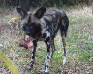 リカオンのクリスマスガイド2025　DAY1