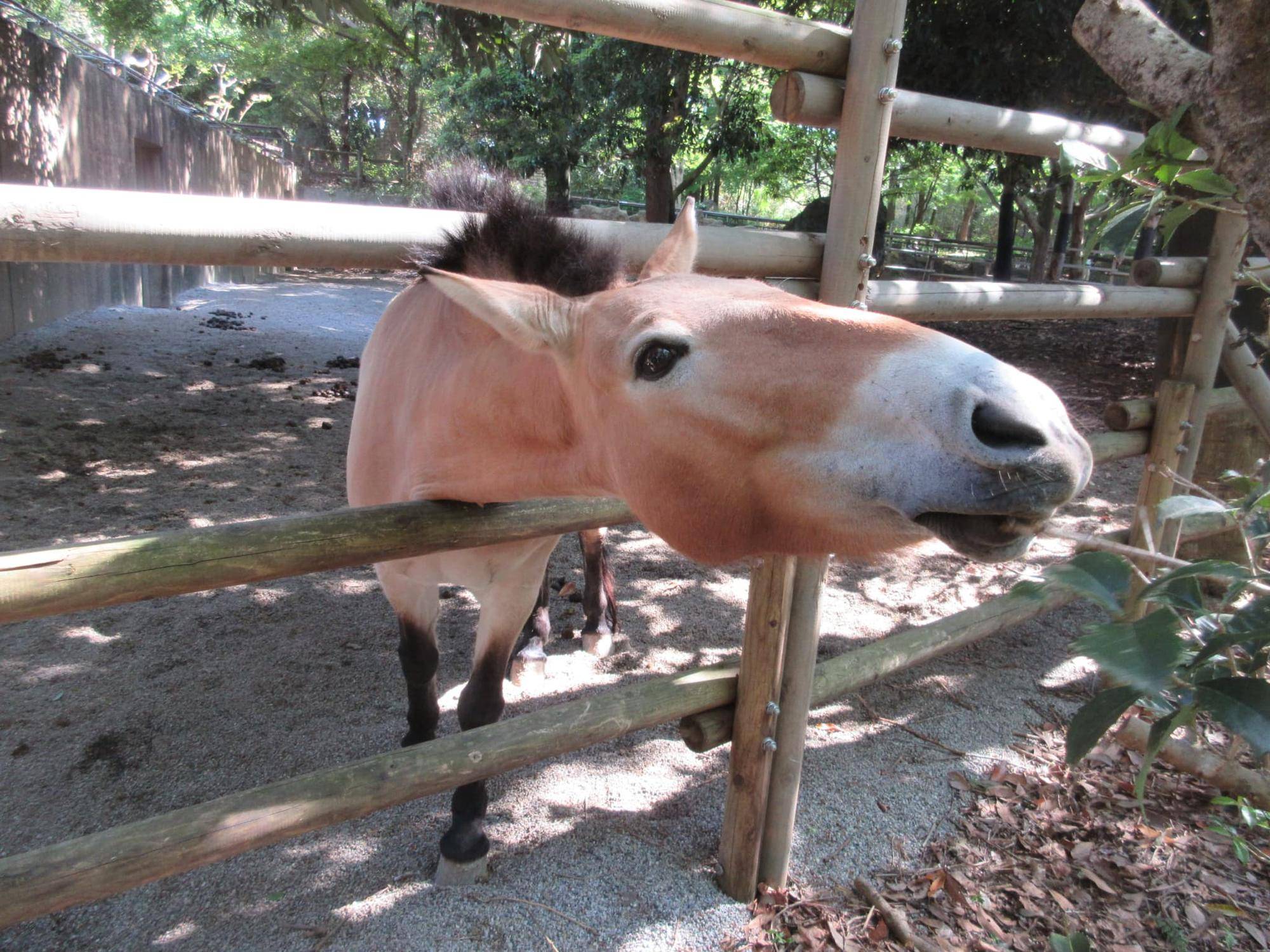 第５回　ウマの小話「ウマの体②（目・鼻）」の写真