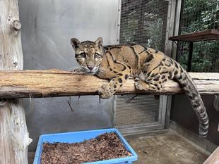 ウンピョウのあれこれ☁