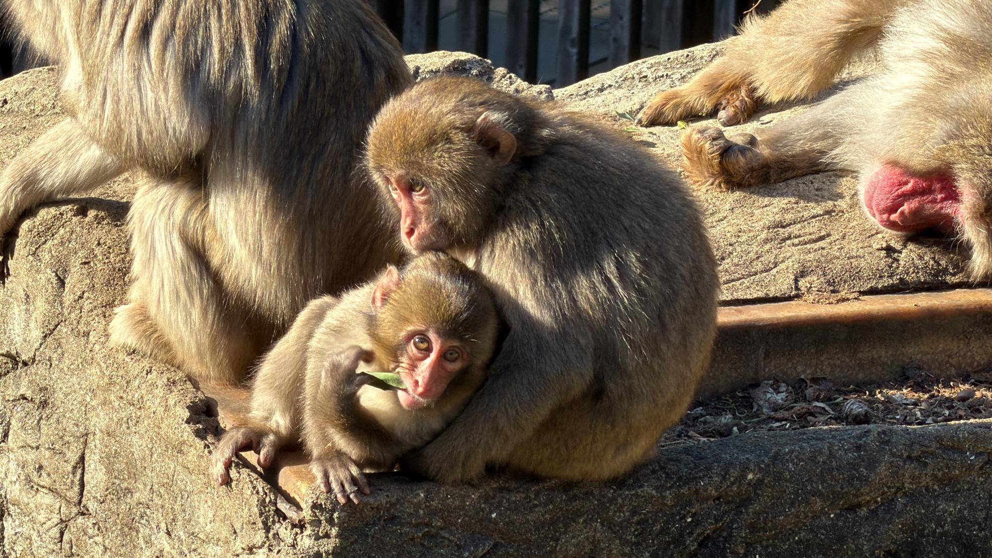 暖かい朝、ニホンザルの裏側☀️の写真