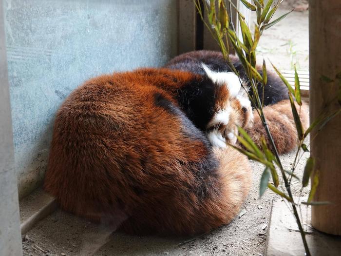 ⑤レッサーパンダの親子.jpg