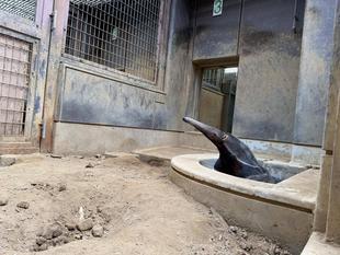 オオアリクイ通信　ポピーがいなくて焦った日