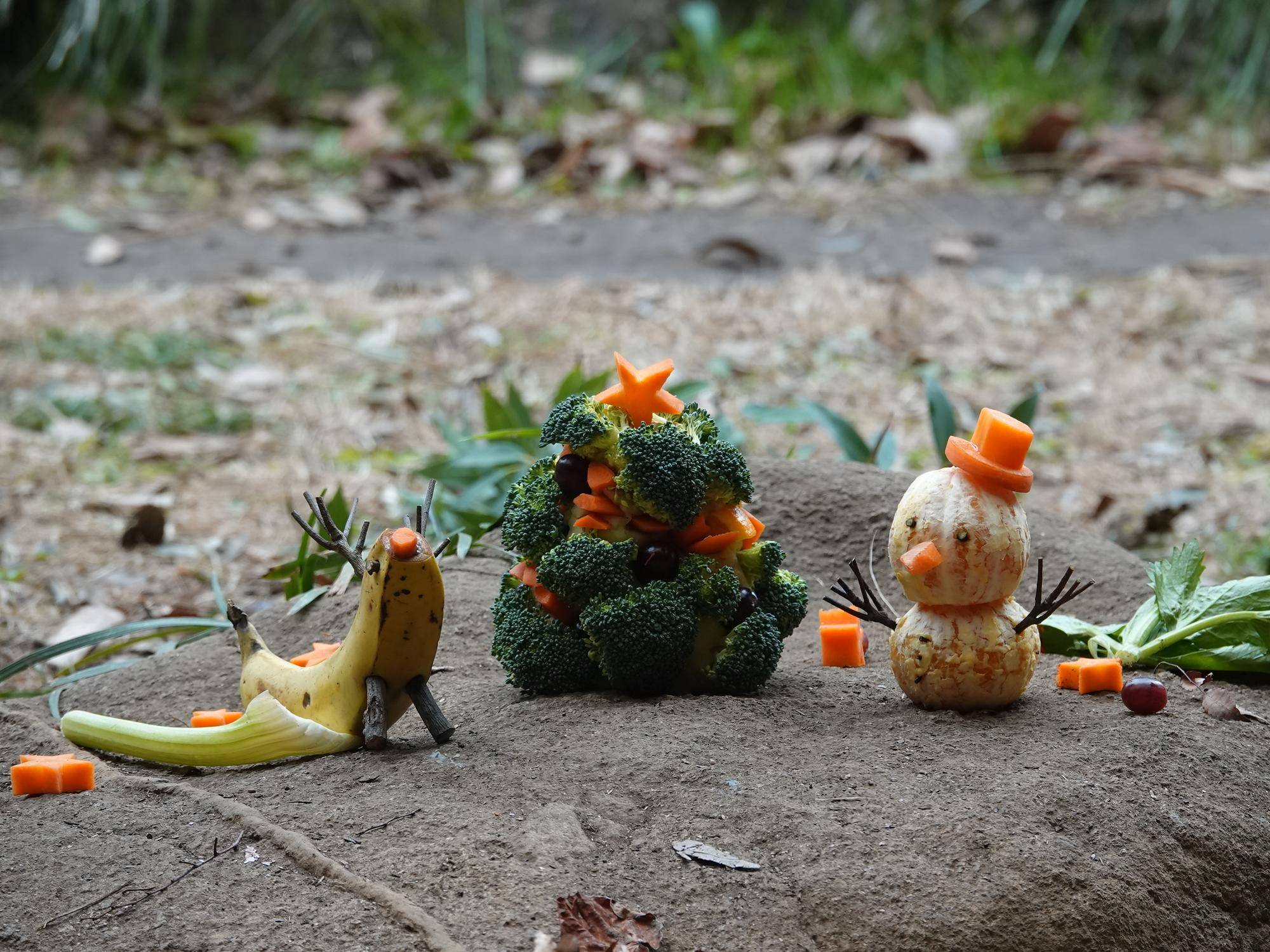 🎅チンパンジーのクリスマス🎄の写真