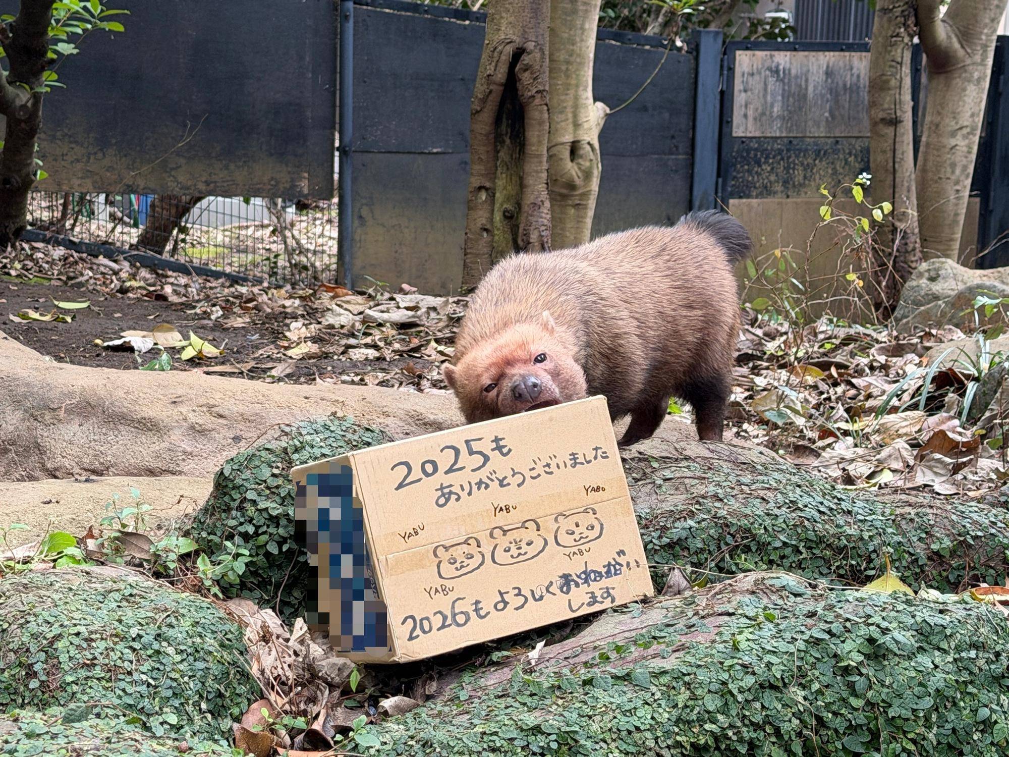 ヤブイヌ通信　箱にも好みがあっての写真
