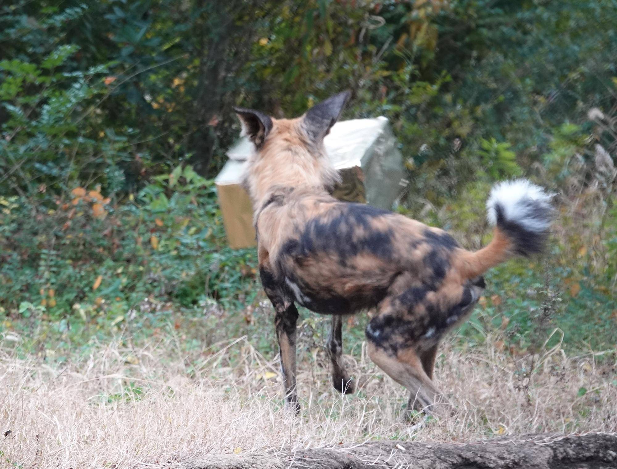 リカオンのクリスマスガイド2025　DAY2の写真
