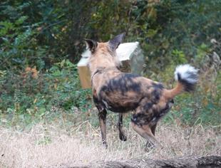 リカオンのクリスマスガイド2025　DAY2