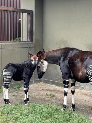 どんどん大きくなっています！