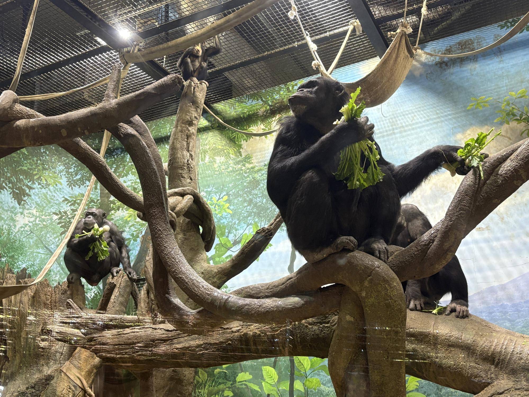 チンパンジーに旬のおやつをプレゼント(1月：カブ)の写真