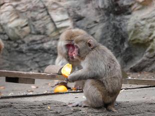 お正月特別ガイド🎍ニホンザル🎍