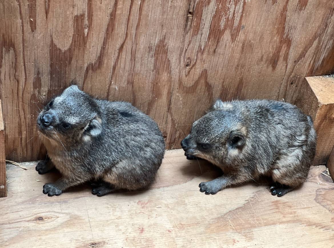 赤ちゃんたちの愛称が決定しました！の写真