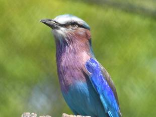 ライラック　ニシブッポウソウ