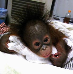 バレンタインの今昔