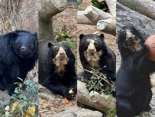 １月生まれのクマたち