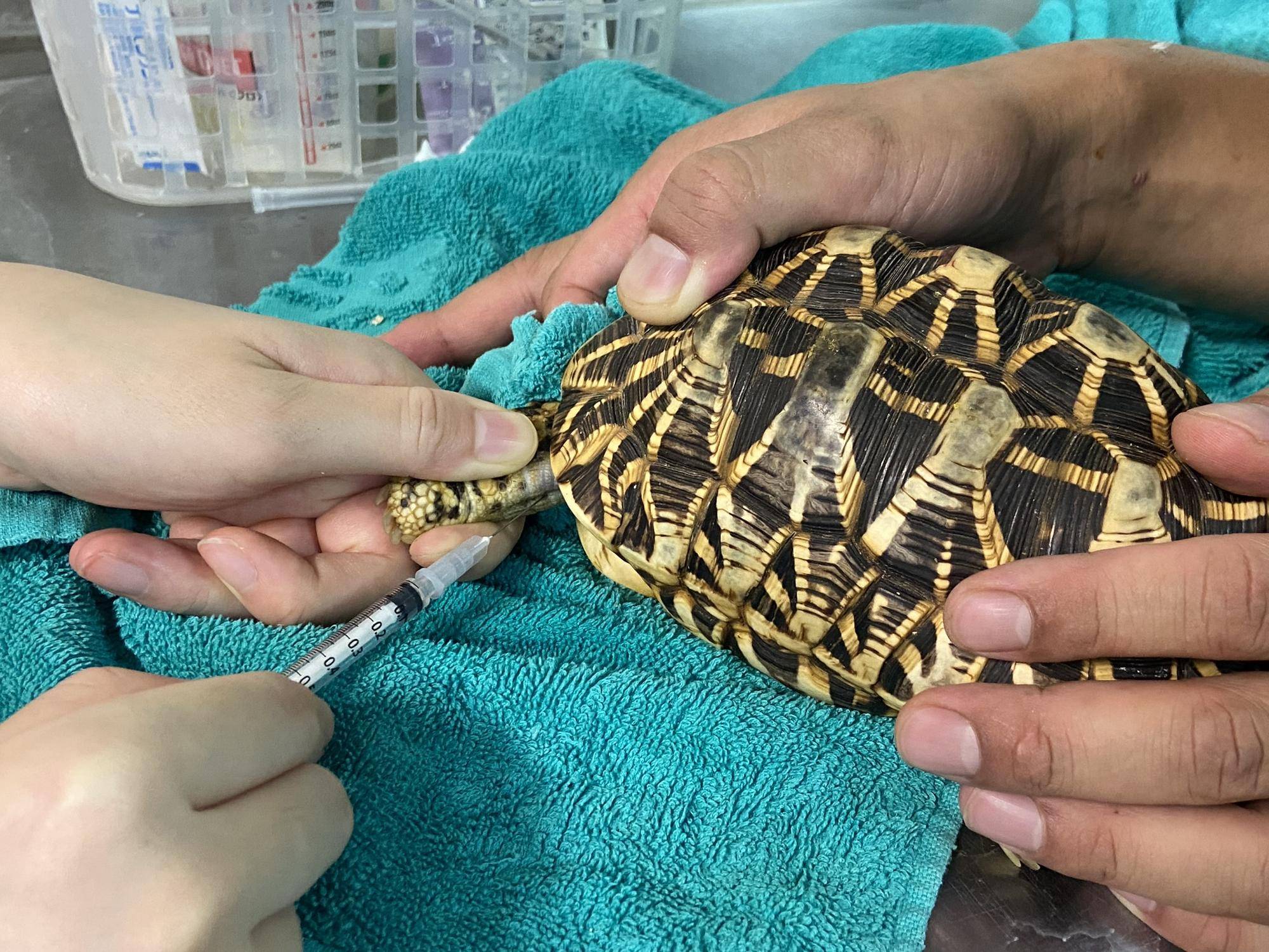 【獣医ブログ】あなたの血はどこから？②の写真