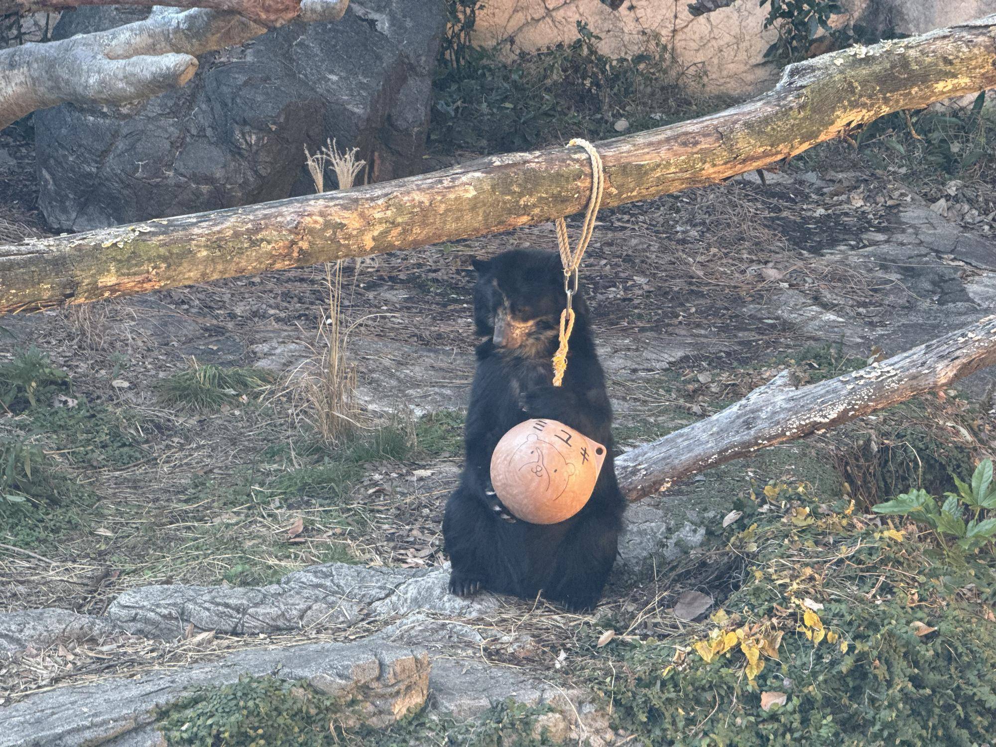 メガネグマのNewフィーダーの写真