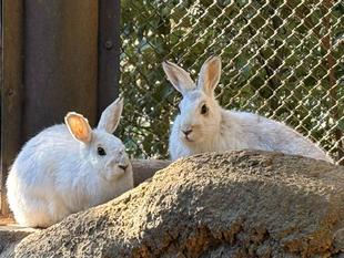 ノウサギで感じる季節の変化～冬編～