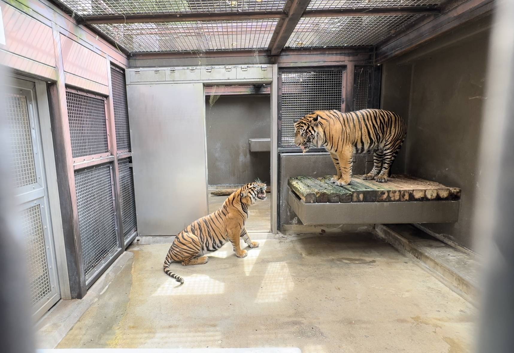 スマトラトラの同居🐯の写真