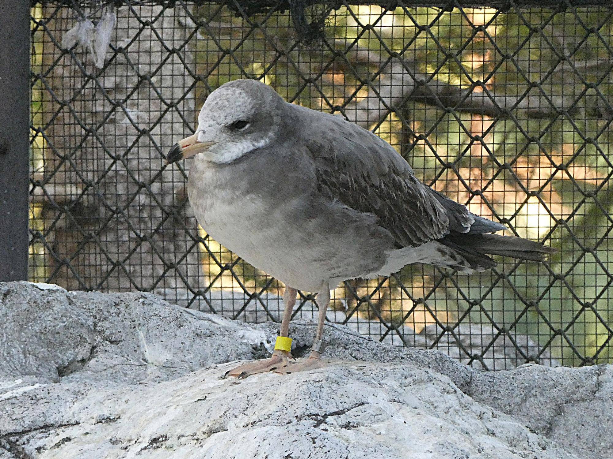 ウミネコ若鳥、愛称はあるの？の写真