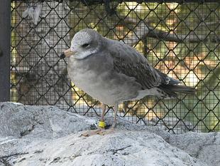 ウミネコ若鳥、愛称はあるの？