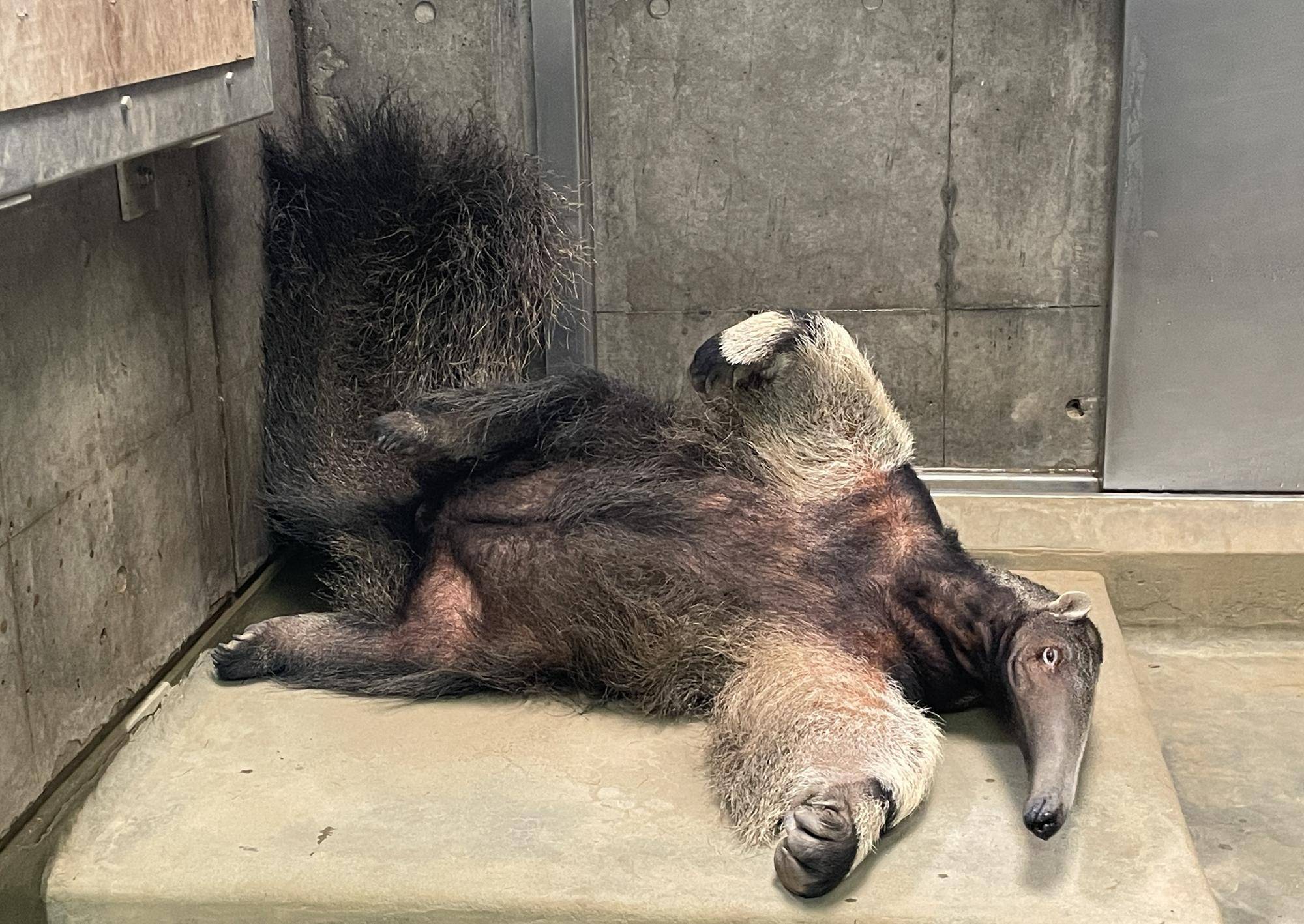 オオアリクイ通信　最近のオオアリクイたち🍃の写真