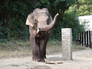 休園日の動物園②