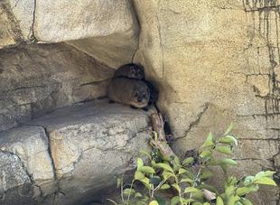 ハイラックスのベビーはどこ！？