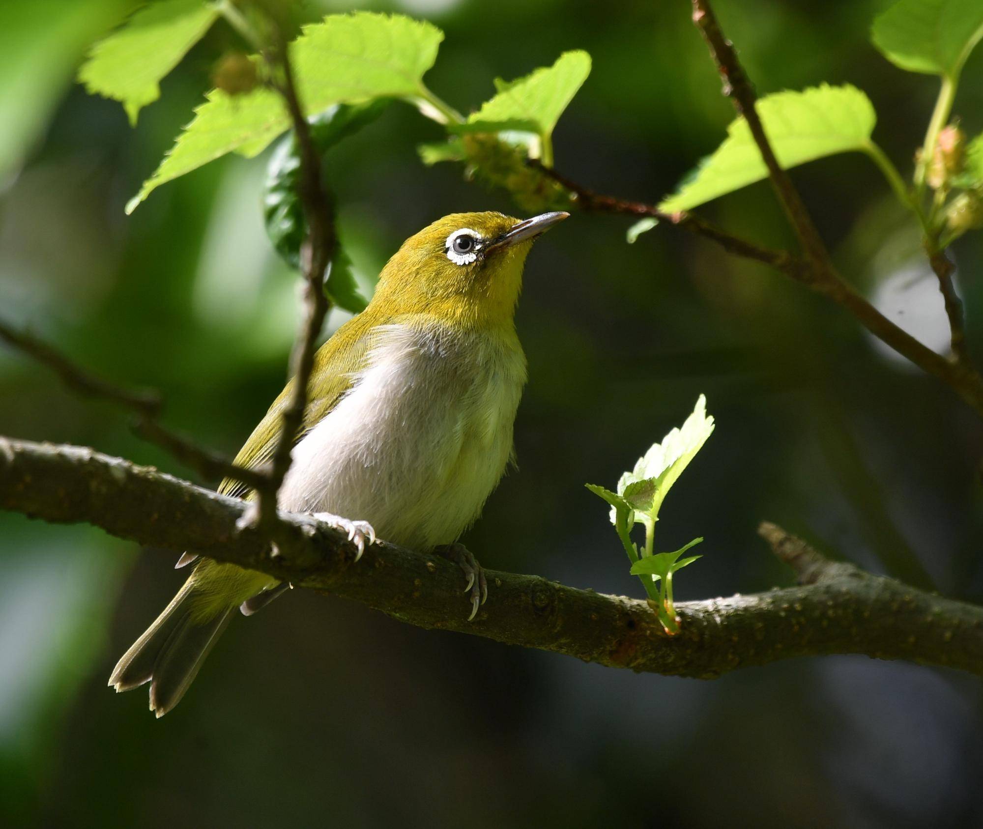 ズーラシアの野鳥⑰の写真
